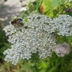 Achillea nobilisKvět