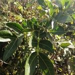 Albizia zygia Hoja