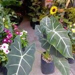 Alocasia micholitziana Φύλλο