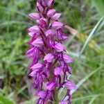 Orchis × spuria ফুল