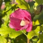 Hibiscus syriacus Virág