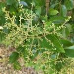 Ligustrum lucidumFlower