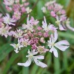 Heracleum sphondyliumVirág