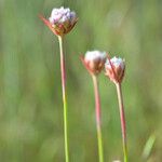 Armeria canescens फूल