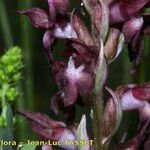 Anacamptis coriophora Flor