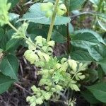 Ocimum campechianum Leaf