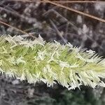 Koeleria vallesiana Flower