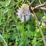 Orchis italica 整株植物