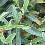 Cistus × purpureus Leaf