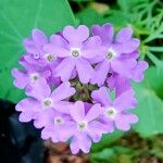 Verbena bipinnatifida Kvet