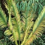 Cycas panzhihuaensis 形態