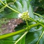 Morinda citrifolia Flower