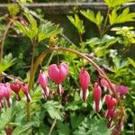 Dicentra formosa 花