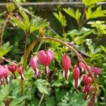 Dicentra formosa Virág