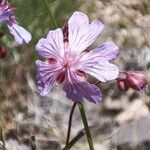 Geranium tuberosum Flower