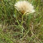 Tragopogon porrifolius Συνήθη χαρακτηριστικά