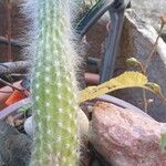 Cleistocactus winteri Leaf