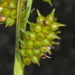 Carex oederi Bloem