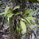 Bulbophyllum aphanopetalum 整株植物