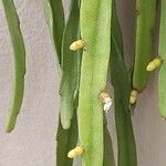 Rhipsalis micrantha Virág