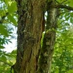 Acer triflorum Bark