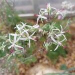 Pelargonium cucullatum Blomst