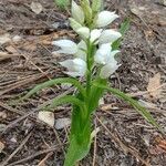 Cephalanthera longifolia Staniste