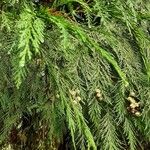 Chamaecyparis lawsoniana List