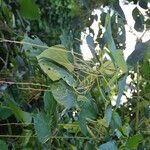Macaranga vedeliana Habit