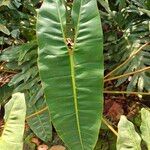 Philodendron billietiae Hoja