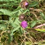 Centaurea nigra 整株植物