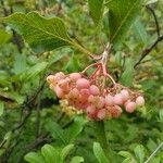 Viburnum nudum Φρούτο