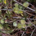 Potentilla verna Sonstige