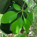 Viburnum lentago ഇല