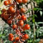 Nandina domesticaFrucht