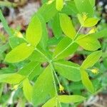 Euphorbia carniolica Floare