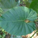 Philodendron giganteum Leaf