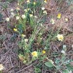 Calendula tripterocarpa Hábito