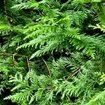 Thuja occidentalis ഇല