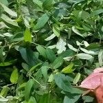 Ficus sagittata Leaf