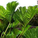 Gunnera tinctoria Blatt