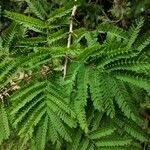 Acacia gaumeri Hoja