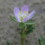 Spergularia marina Blomma