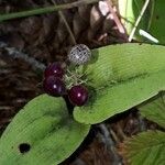 Maianthemum canadense Fruit