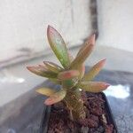 Pereskiopsis diguetii Hoja