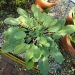 Salvia hierosolymitana Hábito