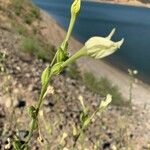 Nicotiana quadrivalvis Flor