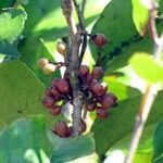Xylosma vincentii Φρούτο