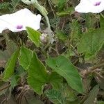 Ipomoea pandurata Costuma