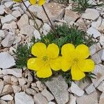 Ranunculus demissus 花